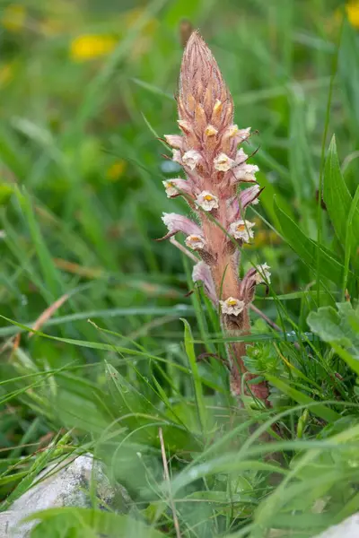 Yaygın bir süpürgenin (orobanche minor) çiçeğinin açılışını kapat