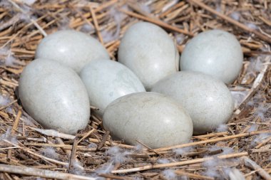 Dilsiz kuğu yuvasına yakın dur (cygnus olor) yumurtalar