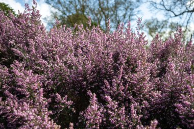 Çiçek açmış pembe fundaya (calluna vulgaris) yakın çekim