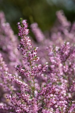 Çiçek açmış pembe fundaya (calluna vulgaris) yakın çekim