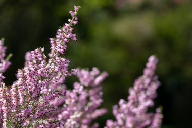 Çiçek açmış pembe fundaya (calluna vulgaris) yakın çekim