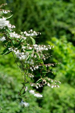 Deutzia Scabra Codsall 'ın çiçek açan pembe çiçeklerini kapatın
