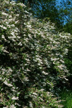 Deutzia Scabra Codsall 'ın çiçek açan pembe çiçeklerini kapatın