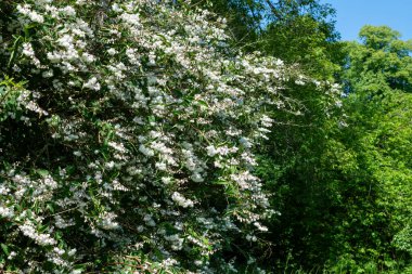 Deutzia Scabra Codsall 'ın çiçek açan pembe çiçeklerini kapatın