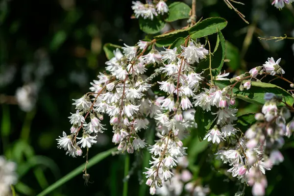 Deutzia Scabra Codsall 'ın çiçek açan pembe çiçeklerini kapatın