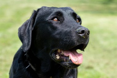 Siyah şirin bir Labrador 'un yakın portresi. 