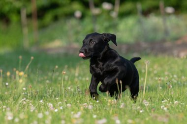 Bahçede koşan 8 haftalık siyah Labrador köpeğinin şirin portresi.