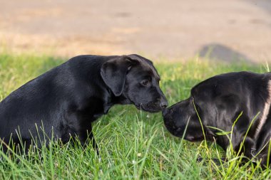 8 haftalık siyah Labrador köpeğinin sevimli portresi ilk defa büyümüş siyah bir Labrador ile tanışıyor.