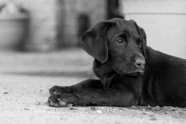 Yerde yatan 8 haftalık siyah Labrador köpeğinin şirin portresi.