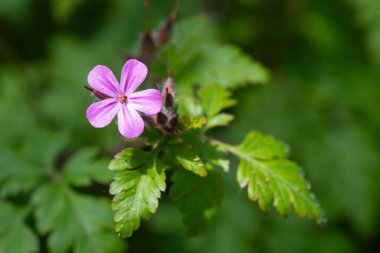 Çiçek açmış bir bitki olan Robert (sardunya robertianum) 'un makro çekimi