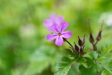 Çiçek açmış bir bitki olan Robert (sardunya robertianum) 'un makro çekimi