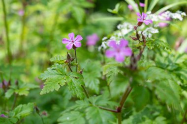 Çiçek açmış bir bitki olan Robert (sardunya robertianum) 'un makro çekimi