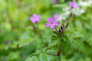 Çiçek açmış bir bitki olan Robert (sardunya robertianum) 'un makro çekimi
