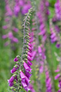 Çiçek açan yüksükotu (digitalis purpurea) çiçeklerini kapat
