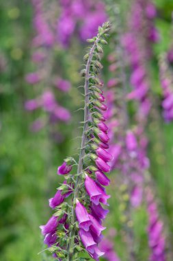 Çiçek açan yüksükotu (digitalis purpurea) çiçeklerini kapat