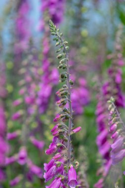 Çiçek açan yüksükotu (digitalis purpurea) çiçeklerini kapat