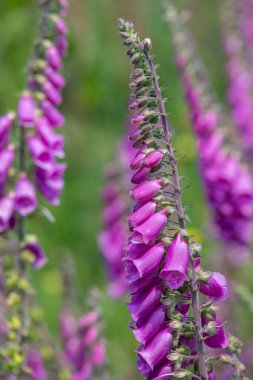 Çiçek açan yüksükotu (digitalis purpurea) çiçeklerini kapat