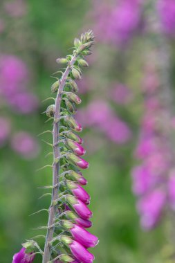 Çiçek açmış bir yüksükotu (digitalis purpurea) çiçeğini kapat