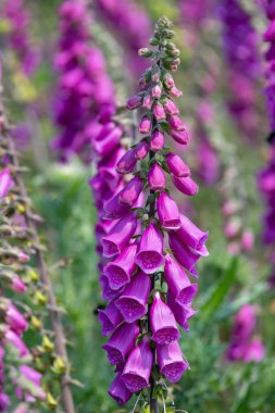 Çiçek açan yüksükotu (digitalis purpurea) çiçeklerini kapat