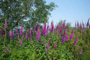 Çiçek açan yüksükotu (digitalis purpurea) çiçeklerini kapat