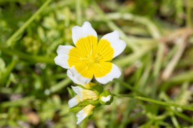 Close up of a poached egg plant (limnanthes gouglasii) in bloom clipart