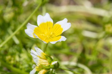 Close up of a poached egg plant (limnanthes gouglasii) in bloom clipart