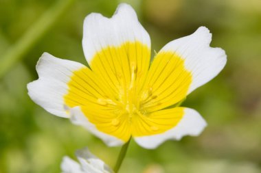 Close up of a poached egg plant (limnanthes gouglasii) in bloom clipart