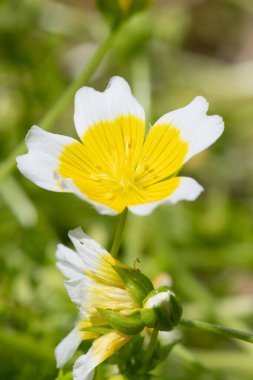 Haşlanmış yumurta bitkisinin (limnanthes gouglasii) açılışını kapat