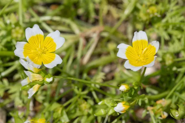 Stock image Close up of a poached egg plant (limnanthes gouglasii) in bloom