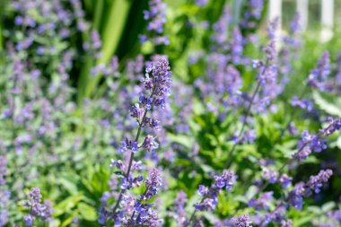 Çiçek açmış kedi nanesi (nepeta nepetella) çiçeklerini kapat
