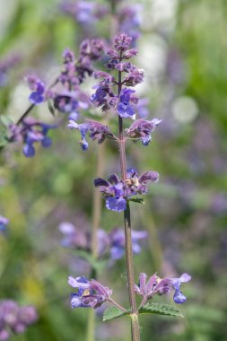 Çiçek açmış kedi nanesi (nepeta nepetella) çiçeklerini kapat