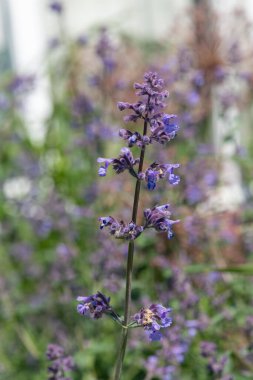 Çiçek açmış kedi nanesi (nepeta nepetella) çiçeklerini kapat
