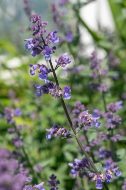 Çiçek açmış kedi nanesi (nepeta nepetella) çiçeklerini kapat