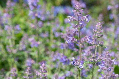 Çiçek açmış kedi nanesi (nepeta nepetella) çiçeklerini kapat