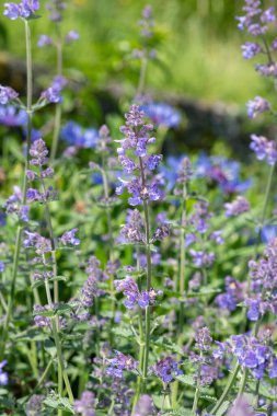 Çiçek açmış kedi nanesi (nepeta nepetella) çiçeklerini kapat