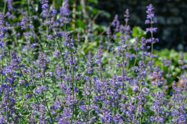 Çiçek açmış kedi nanesi (nepeta nepetella) çiçeklerini kapat