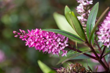 Çiçek açan pembe çiçekleri kapat.