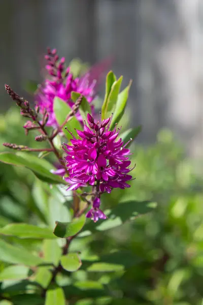 stock image Close up of pink hebe flowers in bloom