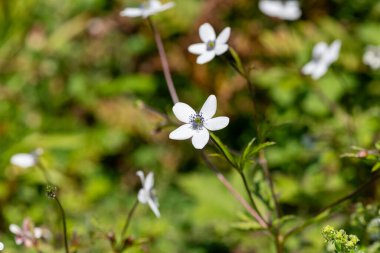 Himalaya rüzgâr çiçeklerine (eriocapella rivularis) yakın çekim