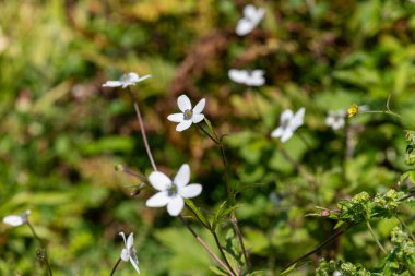 Himalaya rüzgâr çiçeklerine (eriocapella rivularis) yakın çekim