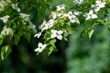 Açan kousa dogwood (mısır kousa) çiçeklerini kapatın