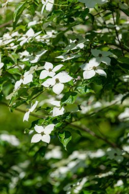 Close up of kousa dogwood (cornus kousa) flowers in bloom clipart