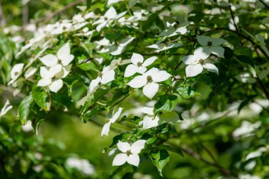 Açan kousa dogwood (mısır kousa) çiçeklerini kapatın