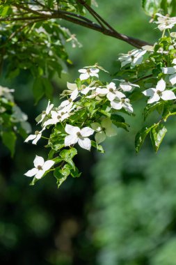 Açan kousa dogwood (mısır kousa) çiçeklerini kapatın