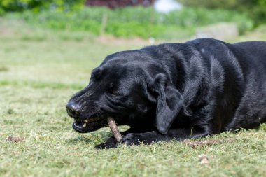 Çubuk çiğneyen siyah bir Labrador 'un portresi 