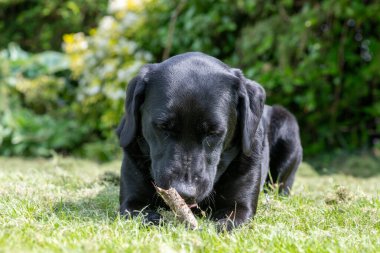 Çubuk çiğneyen siyah bir Labrador 'un portresi 