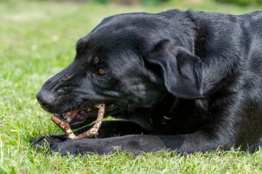 Çubuk çiğneyen siyah bir Labrador 'un portresi 