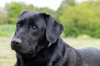 Çimlere uzanmış şirin siyah bir Labrador portresi.