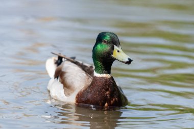 Suda yüzen bir yaban ördeği drake 'nin (anas platyrhynchos) yakınında.