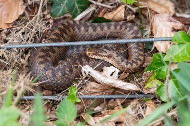 Ortak bir Avrupa engerek balığının (vipera berus)